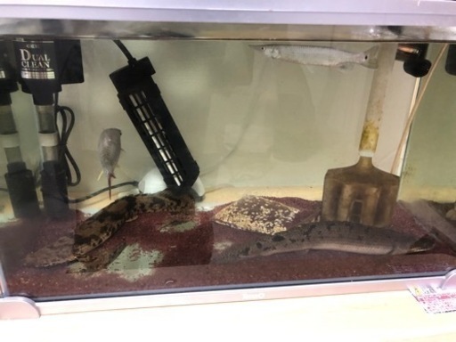 ♯熱帯魚♯ポリプテルス♯スネークヘッド♯パロットファイヤー♯ピンクテールカラシン♯ブランドノーズガー♯錦鯉♯水槽♯ヒーター