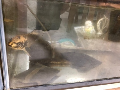 ♯熱帯魚♯ポリプテルス♯スネークヘッド♯パロットファイヤー♯ピンク