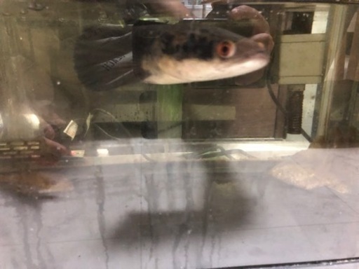 ♯熱帯魚♯ポリプテルス♯スネークヘッド♯パロットファイヤー