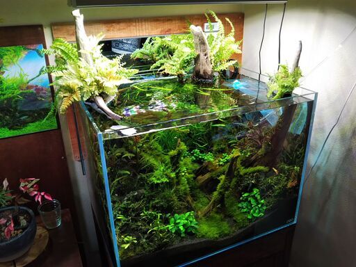 美品】ADA60×45×45水槽 水槽台 外部フィルター 4点 | aseskongre.com