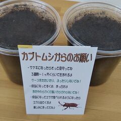 【1匹200円】国産カブトムシ幼虫 OR サナギ