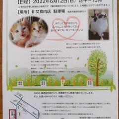 ☆福島県福島市の飯坂温泉街で猫の譲渡会を開催します☆