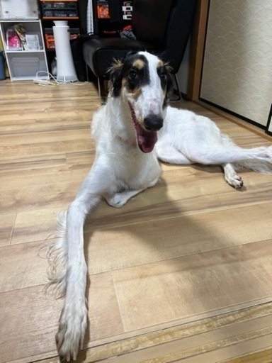 ボルゾイメス1才里親募集 チャーリー 園田のその他の里親募集 ジモティー