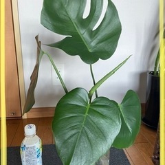 決まりました★【モンステラの苗木④ インテリアに観葉植物】