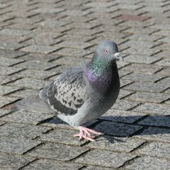 【静岡〜名古屋】鳩の写真を撮ってお渡しします