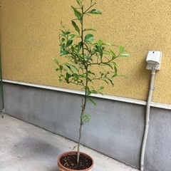 柑橘系(種類不明)の鉢植え②