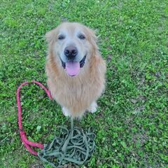 犬友達になってくださる方募集