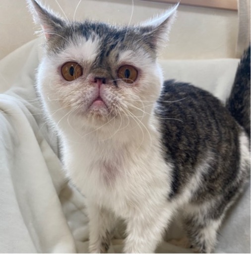 エキゾチックショートヘア Rqueen 三咲のペットの無料広告 無料掲載の掲示板 ジモティー