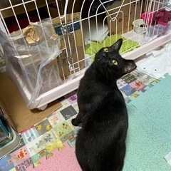 猫空✈️シリーズ❣️エジプシャンマウMIX❣️漆黒の黒猫王子❣️ − 神奈川県