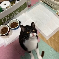猫空✈️シリーズ❣️エジプシャンマウMIX❣️コケティッシュな白黒顎ひげ男爵andバットマンくん❣️ − 神奈川県