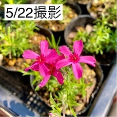 【お取引中】2022秋植え用芝桜(シバザクラ) 9Ｐセット