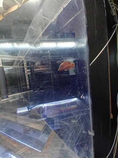 本日のみ掲載　900×450×350アクリルOF水槽　１週間補償あり