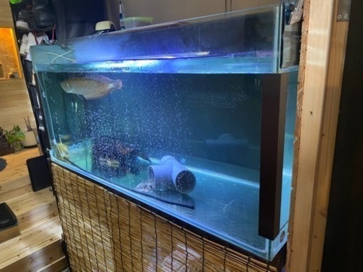ポンプ不調の為最終値引き⭐︎高級大型特厚ガラス水槽　1300✖️600✖️550 アロワナ