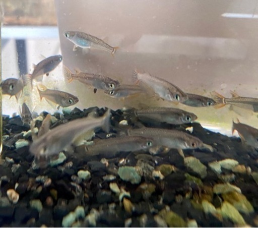 貴重 西日本版天然メダカ稚魚匹 ミニ水槽 水草 餌の本格飼育4点セット さゆりん 宮原のその他の中古あげます 譲ります ジモティーで不用品の処分