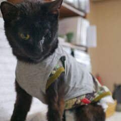ガリヤセの猫を保護したら性格美人でした。動画チャンネルあります。の画像