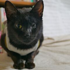 ガリヤセの猫を保護したら性格美人でした。動画チャンネルあります。 − 神奈川県