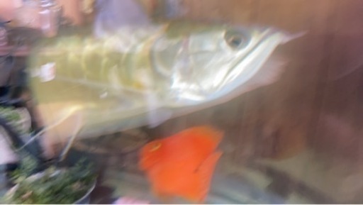 500円 下取りシルバーアロワナ65センチ目垂れあり しゃらく 北山のペットショップの無料広告 無料掲載の掲示板 ジモティー