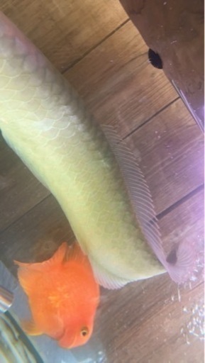 500円 下取りシルバーアロワナ65センチ目垂れあり しゃらく 北山のペットショップの無料広告 無料掲載の掲示板 ジモティー