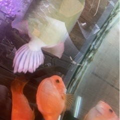 500円 下取りシルバーアロワナ65センチ目垂れあり しゃらく 北山のペットショップの無料広告 無料掲載の掲示板 ジモティー