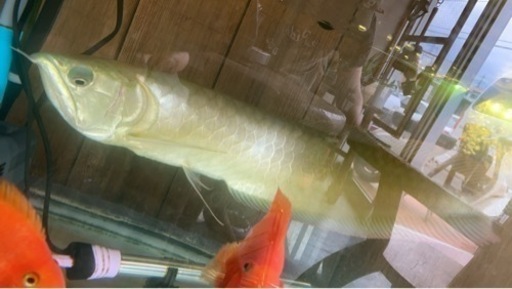 500円 下取りシルバーアロワナ65センチ目垂れあり しゃらく 北山のペットショップの無料広告 無料掲載の掲示板 ジモティー