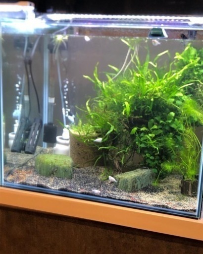 水草付き流木 熱帯魚 金魚 メダカ水槽 コリ親 井野のその他の中古あげます 譲ります ジモティーで不用品の処分 水草付き流木 熱帯魚 金魚 メダカ水槽 コリ親 井野のその他の中古あげます 譲ります ジモティーで不用品の処分