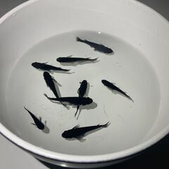 オロチメダカ　成魚１０匹＋α