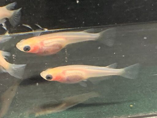メダカ ピンク系 パンダ有精卵 個 A 発送可能 Y 博多南のその他の中古あげます 譲ります ジモティーで不用品の処分 メダカ ピンク系 パンダ有精卵 個 A 発送可能 Y 博多南のその他の中古あげます 譲ります ジモティーで不用品の処分