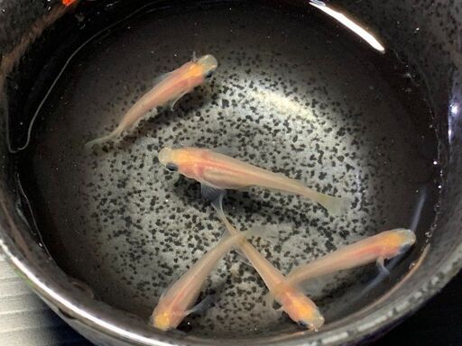 メダカ ピンク系 パンダ有精卵 個 A 発送可能 Y 博多南のその他の中古あげます 譲ります ジモティーで不用品の処分 メダカ ピンク系 パンダ有精卵 個 A 発送可能 Y 博多南のその他の中古あげます 譲ります ジモティーで不用品の処分