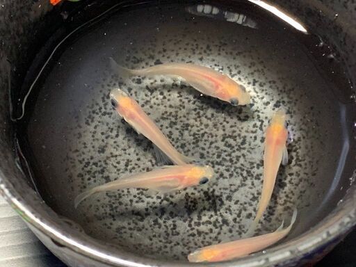 メダカ ピンク系 パンダ有精卵 個 A 発送可能 Y 博多南のその他の中古あげます 譲ります ジモティーで不用品の処分 メダカ ピンク系 パンダ有精卵 個 A 発送可能 Y 博多南のその他の中古あげます 譲ります ジモティーで不用品の処分
