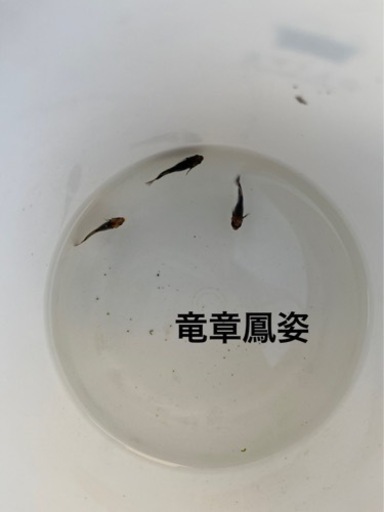 竜章鳳姿