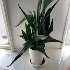 観葉植物　サンセベリア