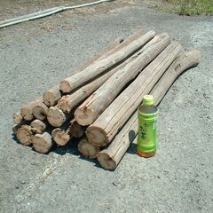 乾燥した木の幹　薪用にどうですか