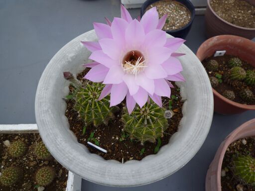 取引中 サボテンさぼてん大きなピンク色の花が咲くサボテン １株掲載ｂ とくさん ときわ台のその他の中古あげます 譲ります ジモティーで不用品の処分