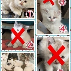 生後2ヶ月の猫ちゃんの里親募集いたします。