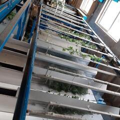 菊ロボット選別機(再値下げ)