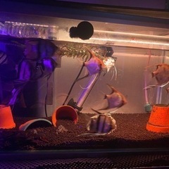 アクアリウム イモリウム セット 説明欄必読