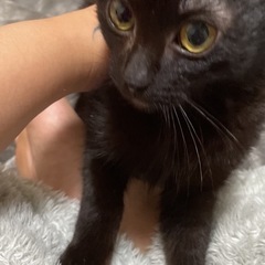 【里親候補様見付かりました】高松市 2〜3ヶ月 黒猫(女の子)