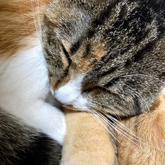 日本猫MIX(三毛)  3才11ヶ月 キャットゲージ有 2枚目の...