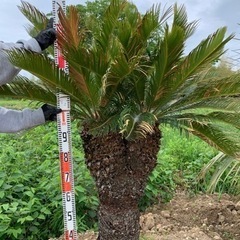 宮城県 仙台 ソテツ ヤシの木