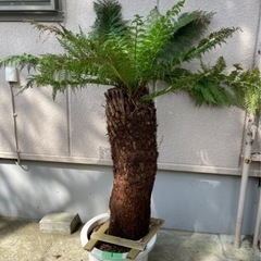 ディクソニア【引き取り限定】　No.1 小サイズ