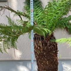 ディクソニア【引き取り限定】 No.1 小サイズ