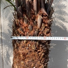 ディクソニア【引き取り限定】 No.2中サイズ