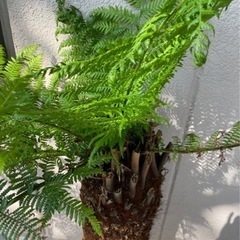 ディクソニア【引き取り限定】 No.2中サイズ