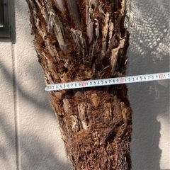 ディクソニア【引き取り限定】　No.3 大サイズ ディクソニア【引き取り限定】 No.3 大サイズ