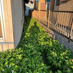 ドクダミ草　どくだみ無料で取り放題です。埼玉県越谷市
