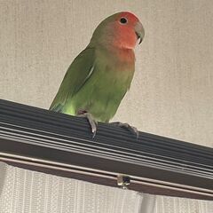 コザクラインコの里親募集