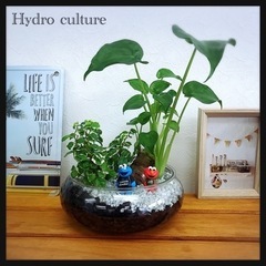 🪴観葉植物🪴アロカシアとフィカスプミラの寄せ鉢　ハイドロカルチャー