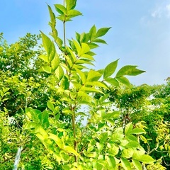 アオダモ    雑木の庭 シンボルツリー　人気です