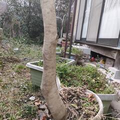 クロガネモチ　苗木