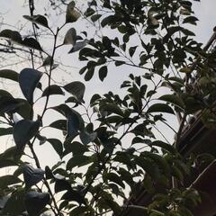 クロガネモチ　苗木